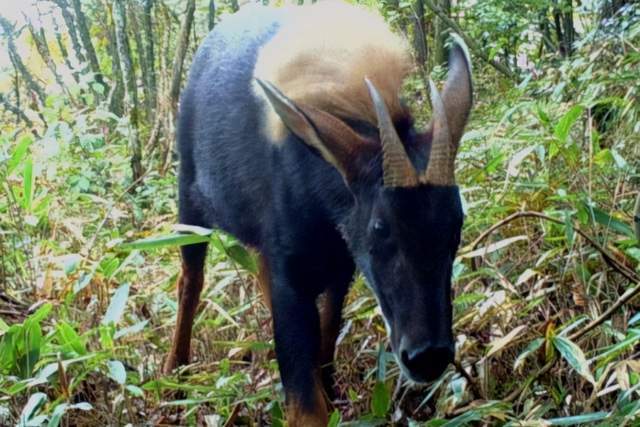 2024新奧門四不像,科學(xué)解說指法律_XKP50.664零售版