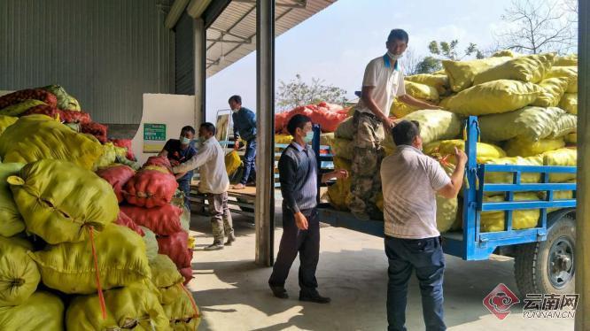 盈江土豆行情動(dòng)態(tài)，種植希望，收獲自信與成就