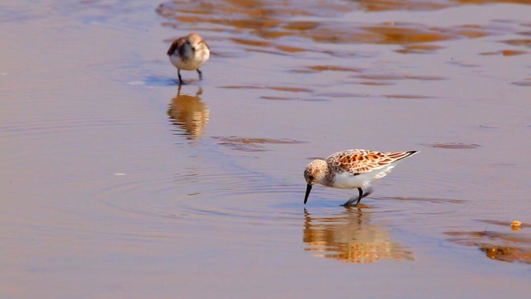 唐山灤南未來藍圖揭秘，最新規(guī)劃引領(lǐng)城市發(fā)展