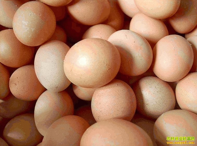 肇東雞蛋價格最新動態(tài)，跟隨自然腳步，重拾內心寧靜與平和的探索之旅
