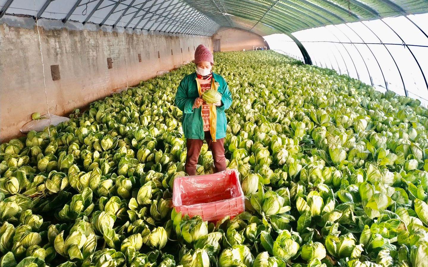 最新特菜品種，家的溫馨故事探索與發(fā)現(xiàn)