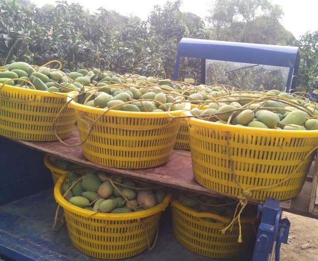 最新芒果品種揭秘，熱帶風(fēng)味的獨(dú)特魅力探索