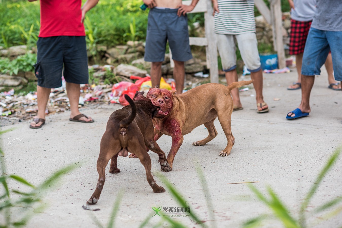 玉林斗狗風(fēng)采，小巷深處的獨特風(fēng)情展