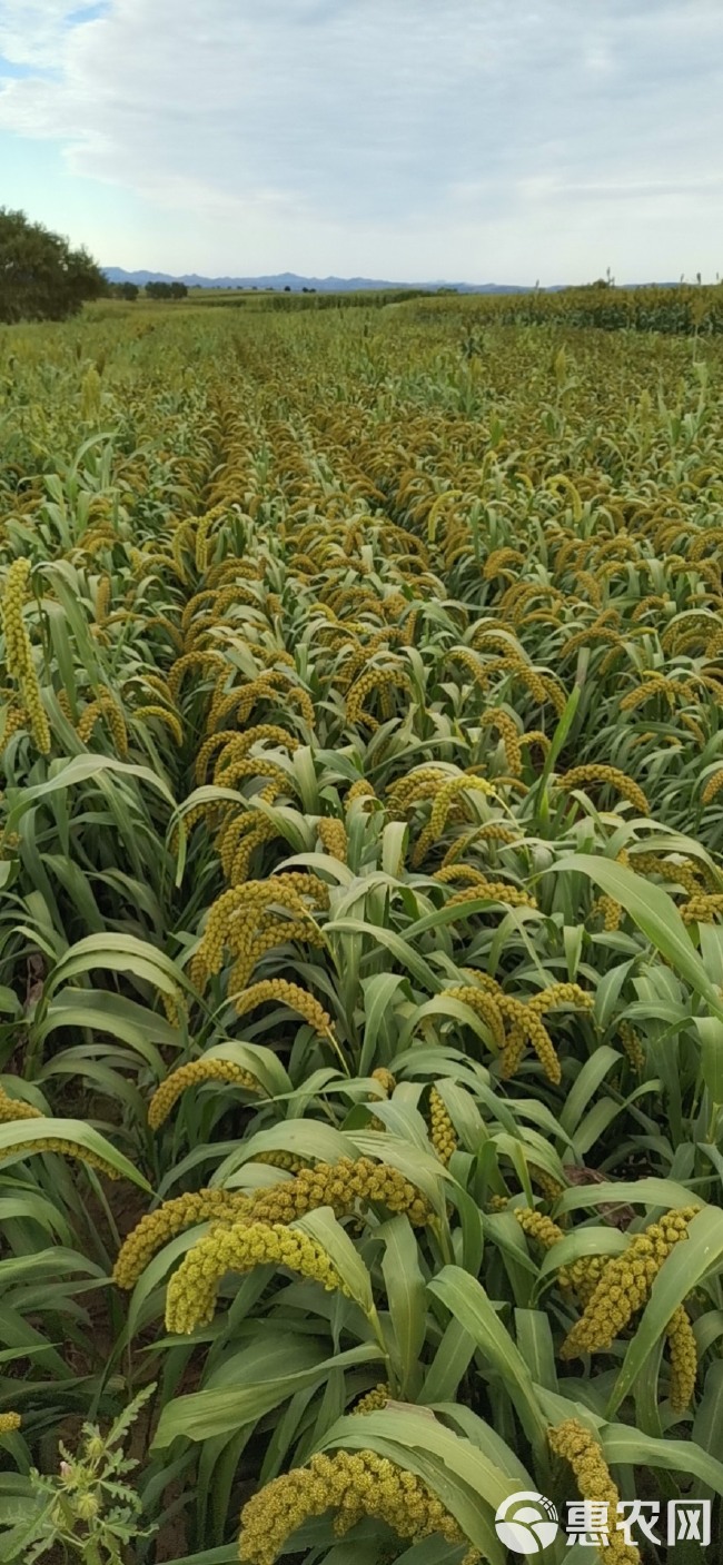 白城谷子最新價格探討與分析