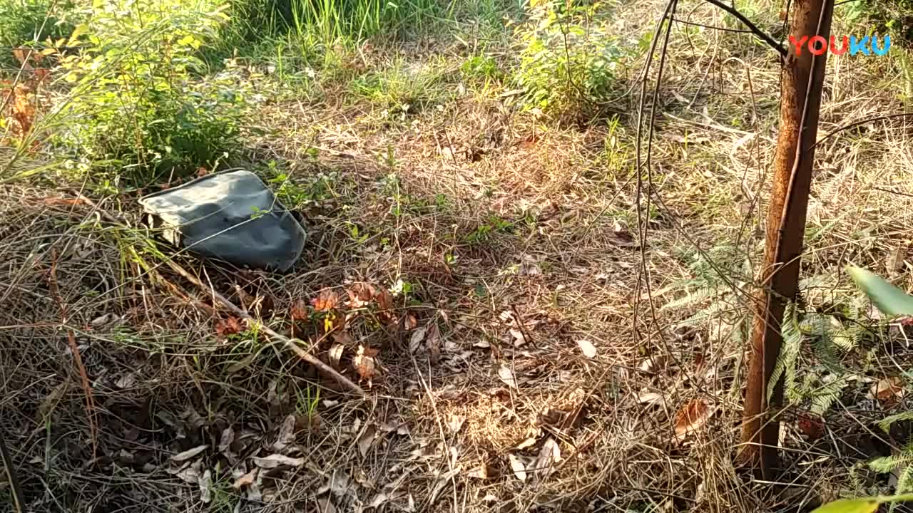 鷓鴣中套最新視頻，領(lǐng)略傳統(tǒng)藝術(shù)魅力的震撼登場(chǎng)！