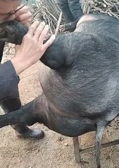 豬圈中的歡樂(lè)時(shí)刻，最新吹豬視頻集錦