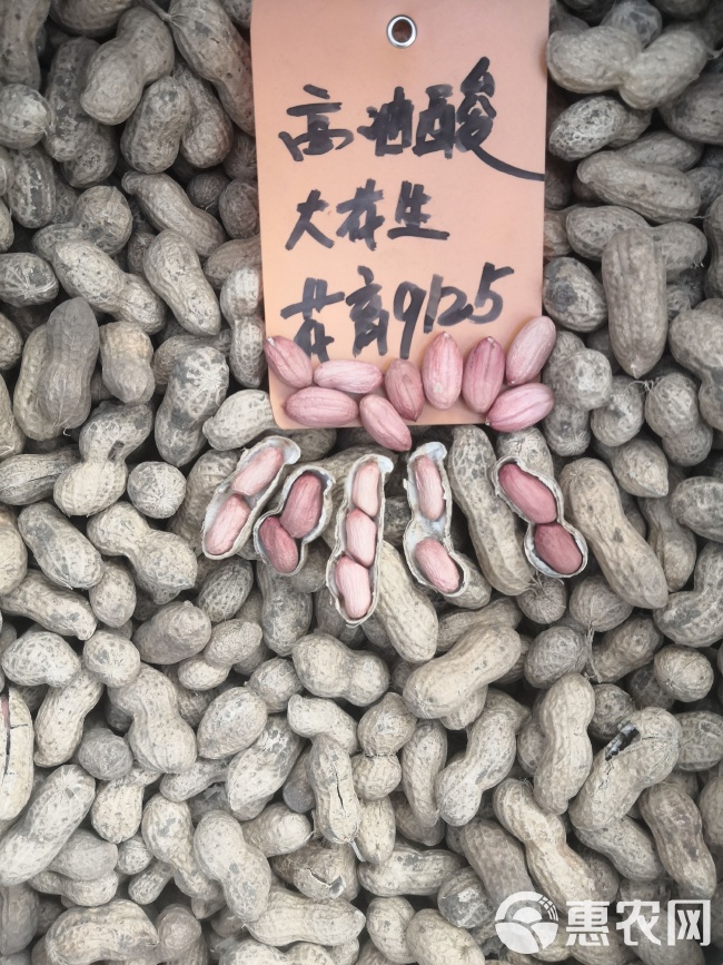 最新花生品種，小巷中的隱秘寶藏發(fā)現(xiàn)