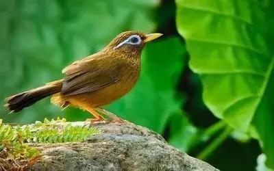 鎮(zhèn)雄房屋最新出售信息，家園變遷與自我成長的自信成就