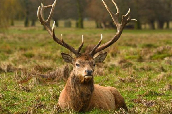 澳門(mén)四不像精準(zhǔn)一肖一碼,機(jī)制評(píng)估方案_WJF85.745用心版