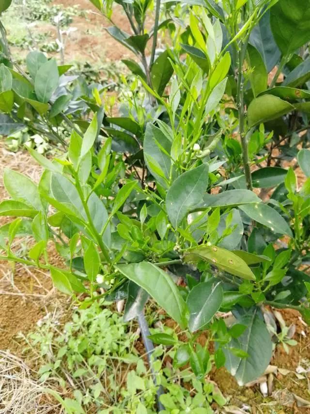 柑橘最新保果技術(shù)，開啟探索之旅，勵(lì)志無限可能