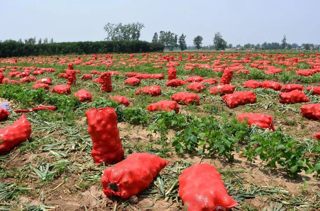 金鄉(xiāng)洋蔥出庫最新價格，獲取與了解的步驟指南