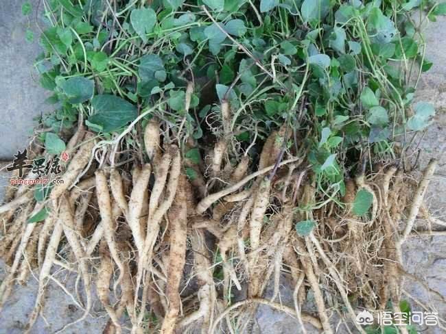 甘肅黨參最新價格動態(tài)，市場走勢與影響因素分析