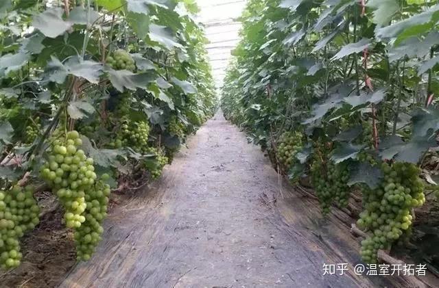 探索自然美景之旅，最新葡萄大棚種植模式揭秘