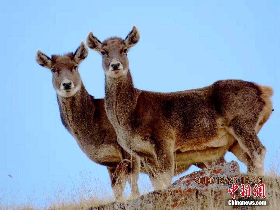 今晚四不像必中一肖圖3,精準(zhǔn)解答方案詳解_高清晰度版8.257