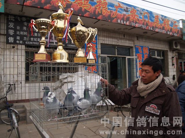 北京鴿市繁榮景象與發(fā)展趨勢揭秘，最新動態(tài)與未來展望