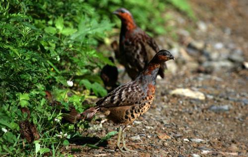 最新竹雞套，傳統(tǒng)與創(chuàng)新的完美融合