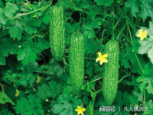 苦瓜最新網(wǎng)站，探索自然美景，尋找內(nèi)心寧靜的輕松之旅