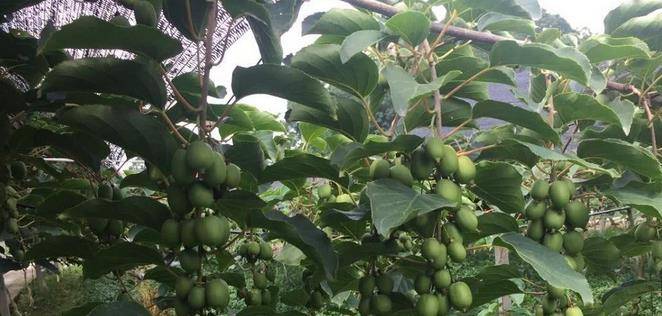 最新型果樹，小巷中的綠色寶藏與獨特風(fēng)味小店的探索