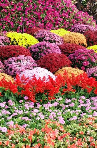 最新鮮花美景之旅，尋找內(nèi)心平靜的旅程