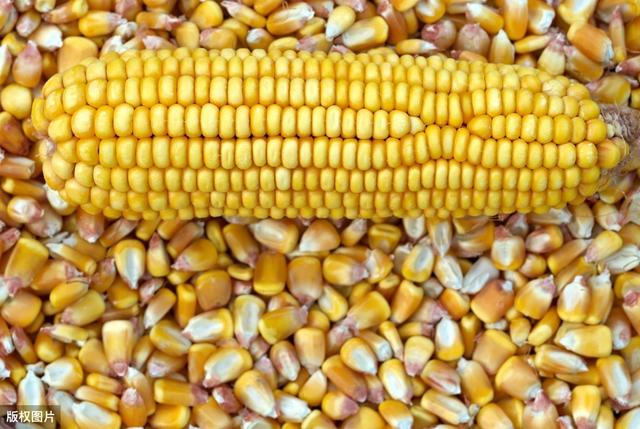 秋日玉米情緣，溫情故事與行情回顧