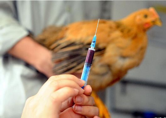 病情最新圖片獲取與分析指南，圖片獲取及分析步驟詳解