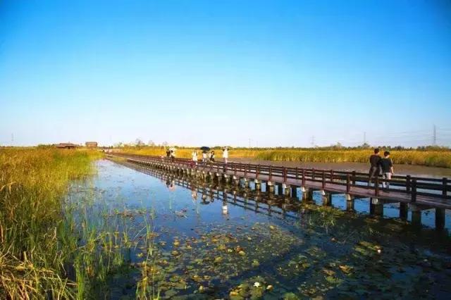 東景濕地公園最新動(dòng)態(tài)與日常趣事分享