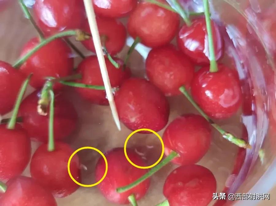 射洪上市公司，小巷深處的獨特風味揭秘