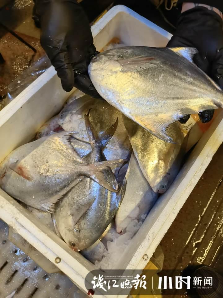 帶魚行情，一場(chǎng)海鮮盛宴的溫馨之旅