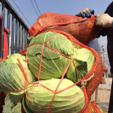 湖北包菜價格動態(tài),湖北包菜價格動態(tài)，一場尋找內心平靜的綠色之旅