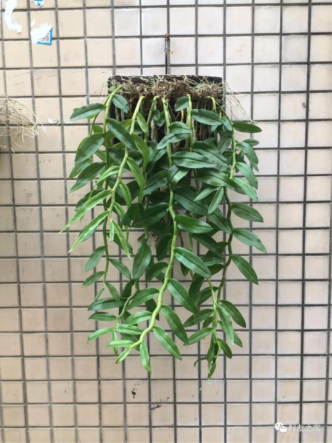 三寧復(fù)合肥最新報價及推薦，優(yōu)質(zhì)肥料選擇指南