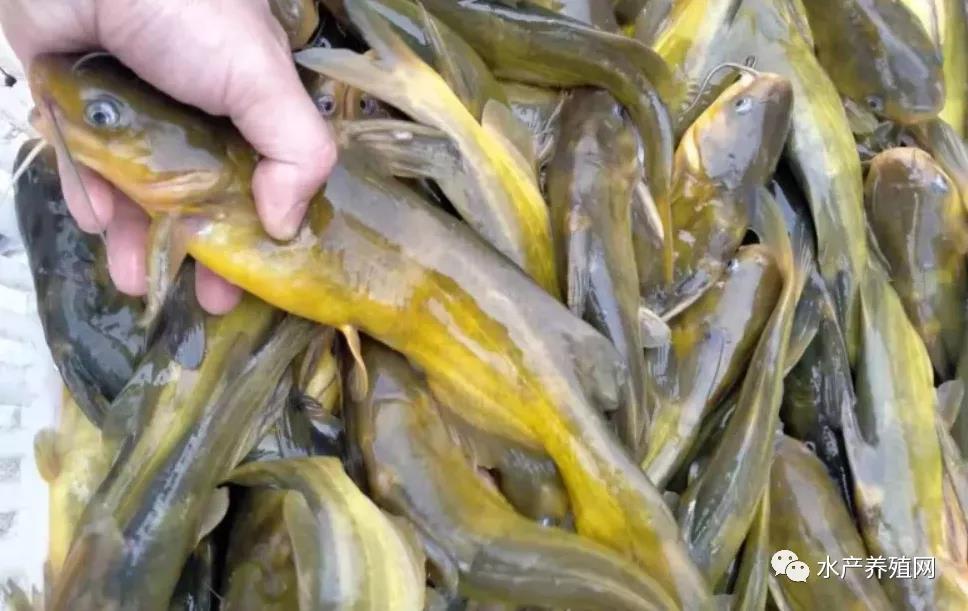 鮰魚價(jià)格變遷背后的故事，行情變化中的自信與成就感探尋