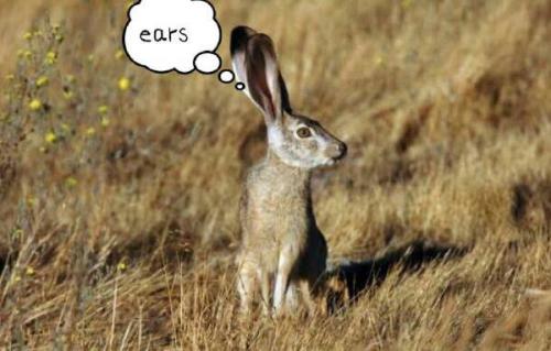 最新夜間捕獵兔子視頻，揭秘夜間捕兔三大要點深度解析