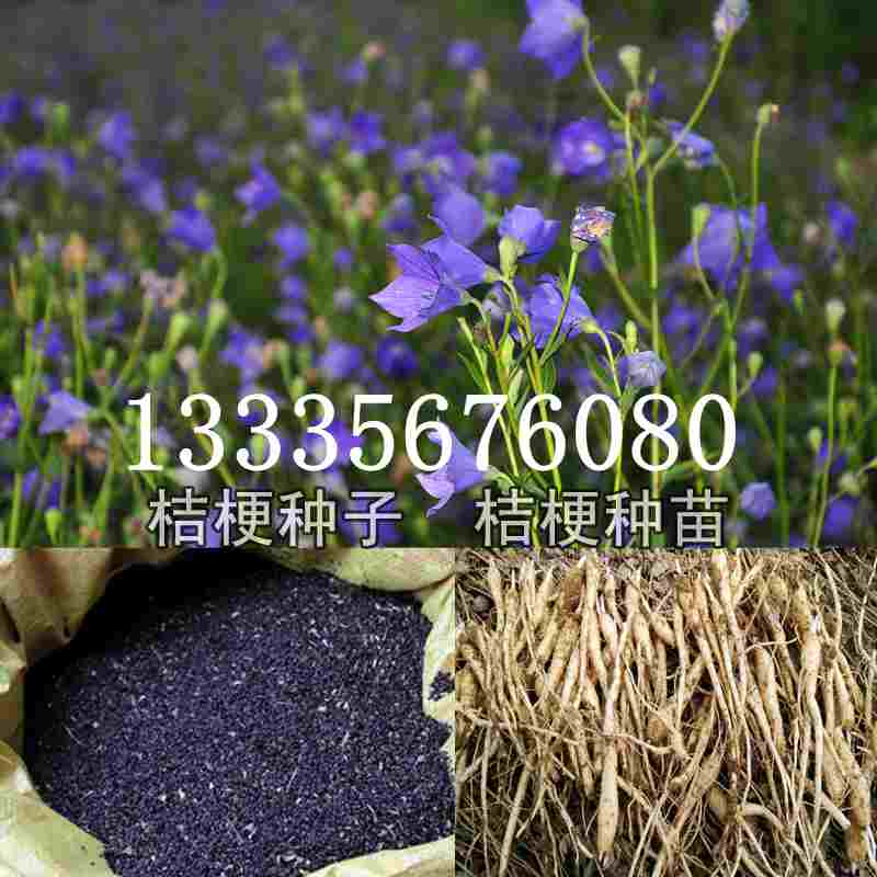 桔梗種子價(jià)格揭秘，成長旅程與自信綻放之路
