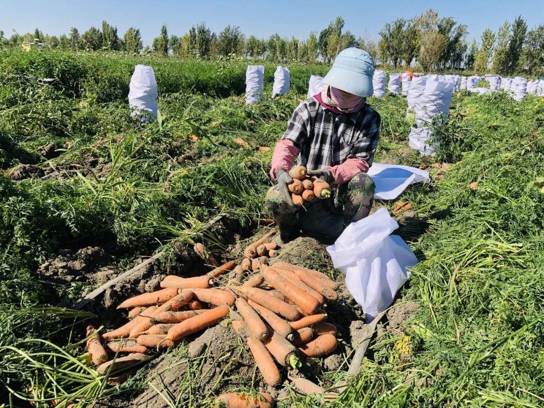 胡蘿卜最新市場價格概覽，最新市場價格指南