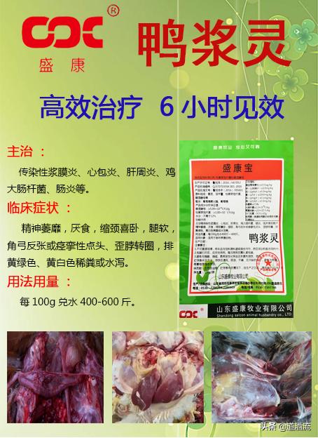 現(xiàn)在鴨苗行情詳解，選購、養(yǎng)殖與盈利的全方位指南