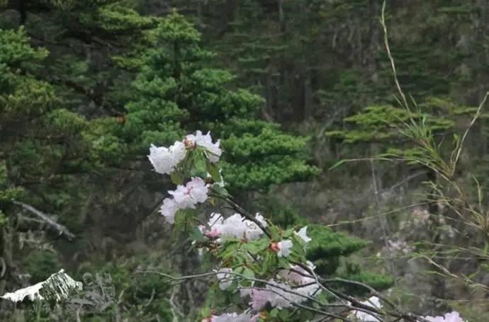 雨崩最新美景圖，探索與欣賞的詳細步驟指南，美不勝收！