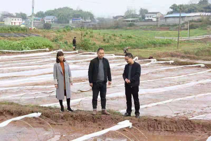 合川土場(chǎng)最新動(dòng)態(tài)更新，今日最新資訊速遞