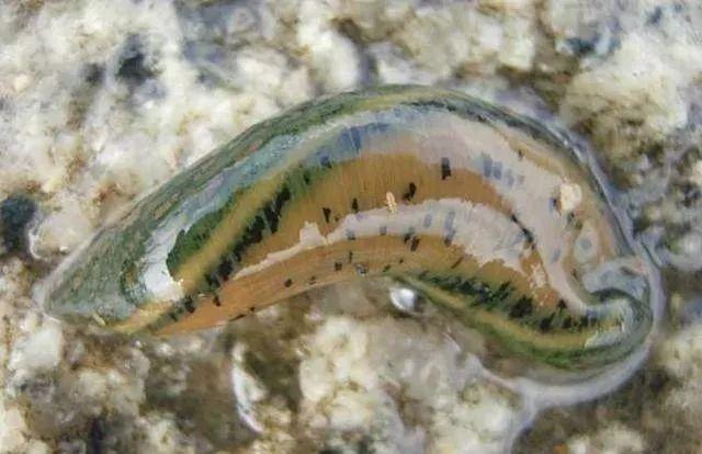 石斑魚孵化技術革新詳解，從入門到精通的孵化指南