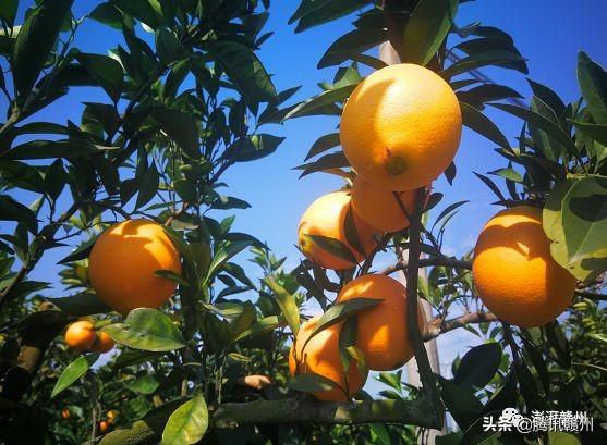 贛州上市公司，閃耀未來，共創(chuàng)繁榮時(shí)代！