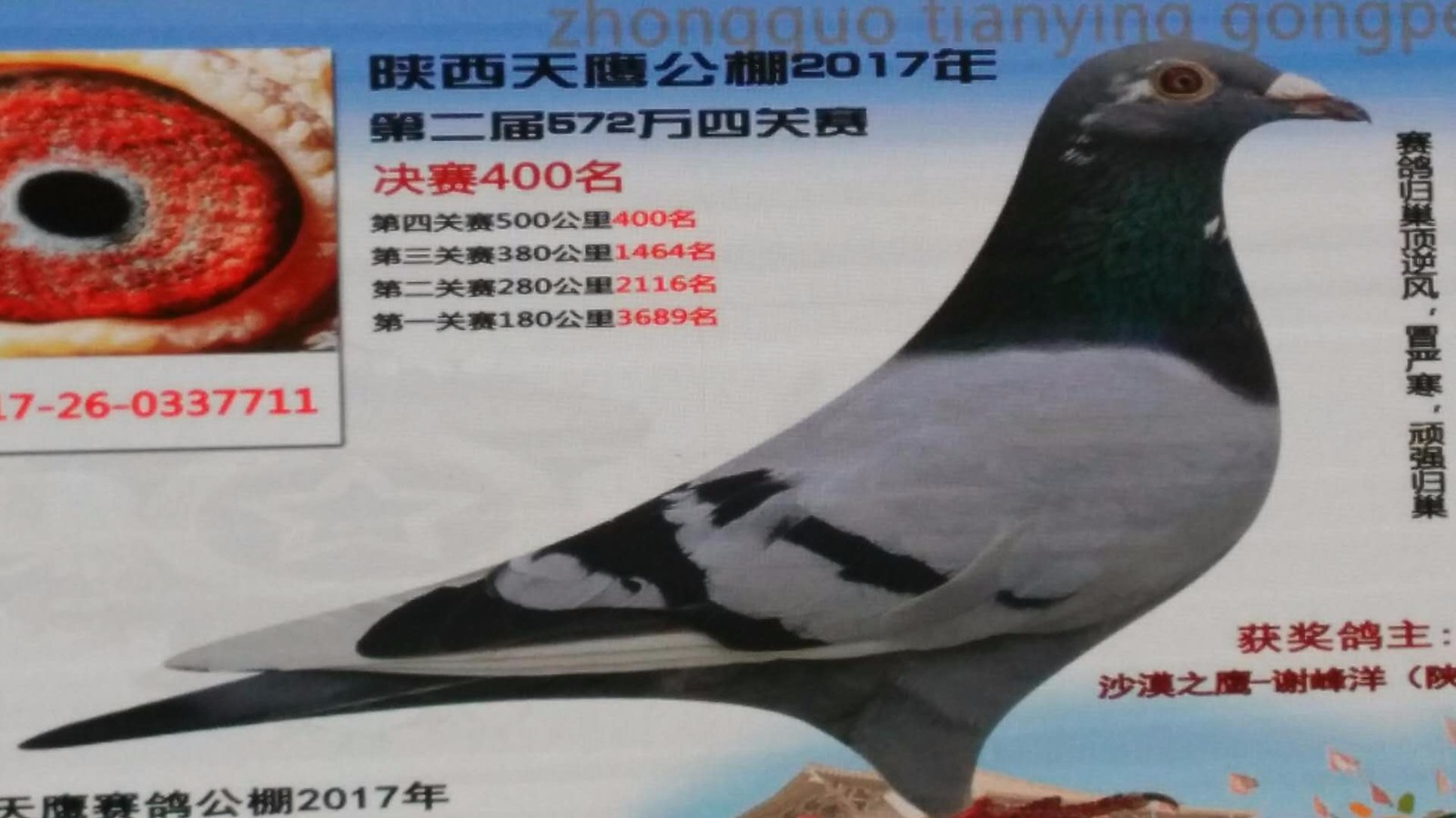 天鷹公棚歷程回顧，最新消息鑄就輝煌篇章