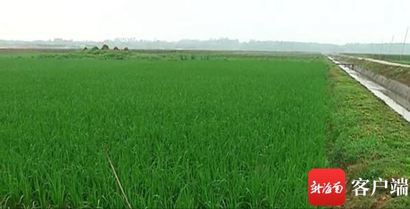澄邁最新動態(tài)，自然美景探索之旅，尋覓內心平和與寧靜的旅程