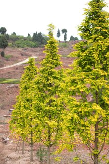 最新彩葉樹種種植與養(yǎng)護指南，從選種到養(yǎng)護一步到位！