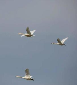 鳥(niǎo)類(lèi)遷徙最新詳細(xì)步驟指南，了解鳥(niǎo)類(lèi)遷徙的全程之旅