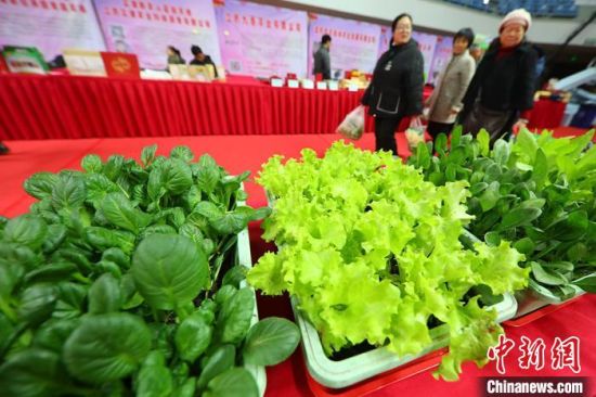南京最新蔬菜，時代味道與文化脈絡(luò)的融合