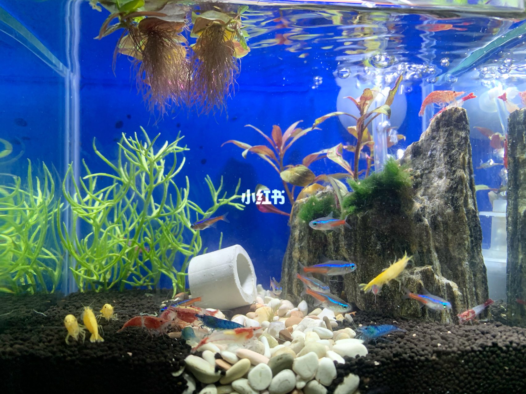 最新魚(yú)缸圖片，水族美學(xué)的時(shí)代變遷欣賞