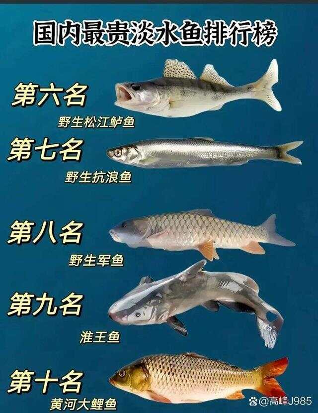 青魚國產最新論述，探索與解析
