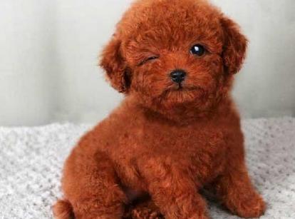 最新小鹿犬，趣事不斷，傳遞溫馨友誼與愛的小使者