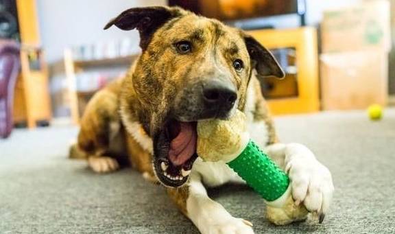 犬類智慧與人類勵(lì)志，最新狗狗新聞聚焦
