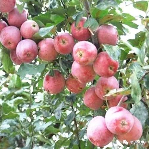 西太后愛心包最新系列，時尚與慈善的完美結(jié)合，展現(xiàn)獨特魅力風(fēng)采