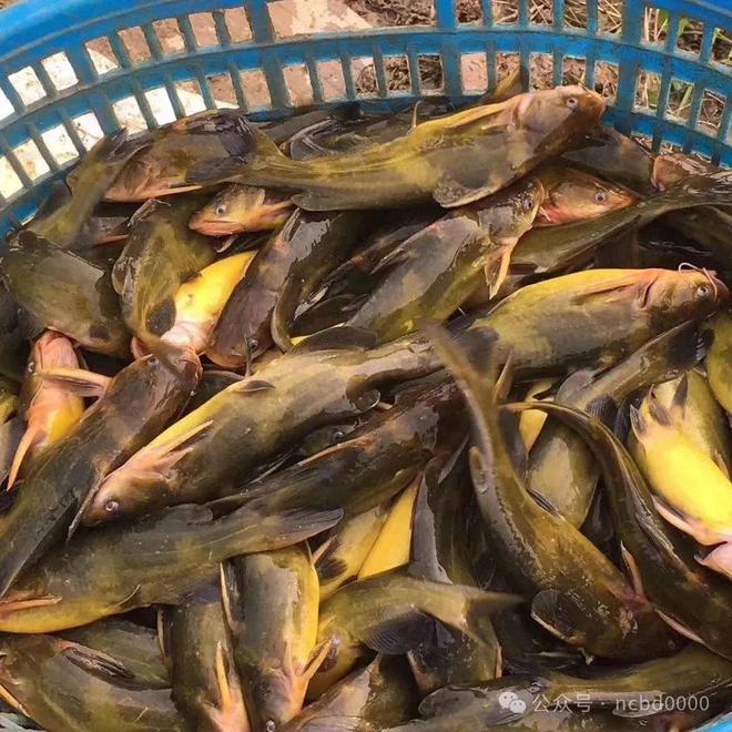 黃顙魚最新報(bào)價(jià)大全，專業(yè)指南與實(shí)時(shí)更新